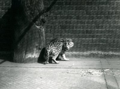 Eine Fischkatze im Londoner Zoo, Juli 1921 von Frederick William Bond